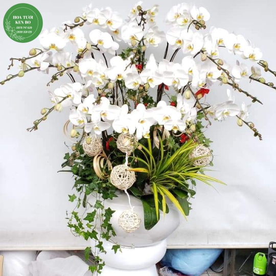 Chậu hoa lan hồ điệp mẫu 17