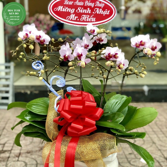 Chậu hoa lan hồ điệp mẫu 1
