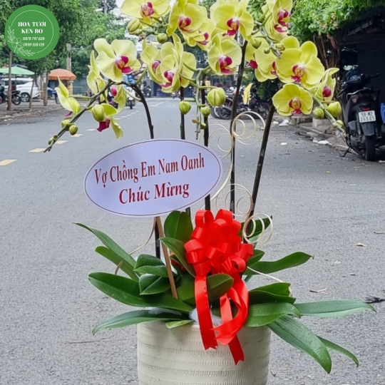 Chậu hoa lan hồ điệp mẫu 16