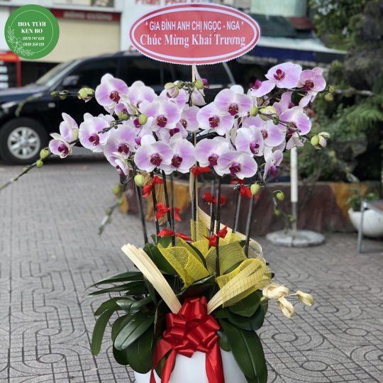 Chậu hoa lan hồ điệp mẫu 9