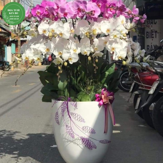 Chậu hoa lan hồ điệp mẫu 12