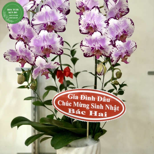 Chậu hoa lan hồ điệp mẫu 6