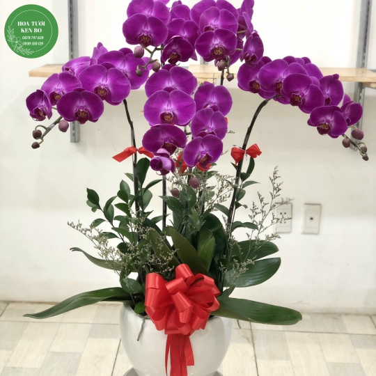 Chậu hoa lan hồ điệp mẫu 8