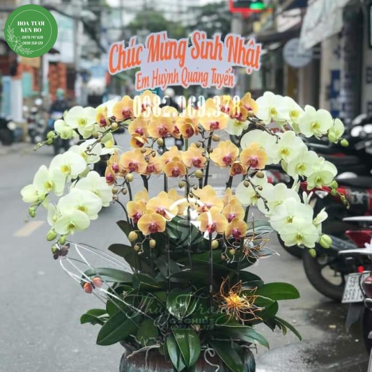 Chậu hoa lan hồ điệp mẫu 14