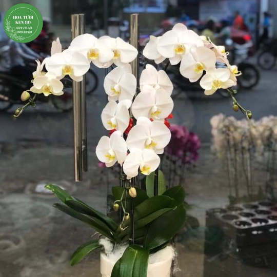 Chậu hoa lan hồ điệp mẫu 13