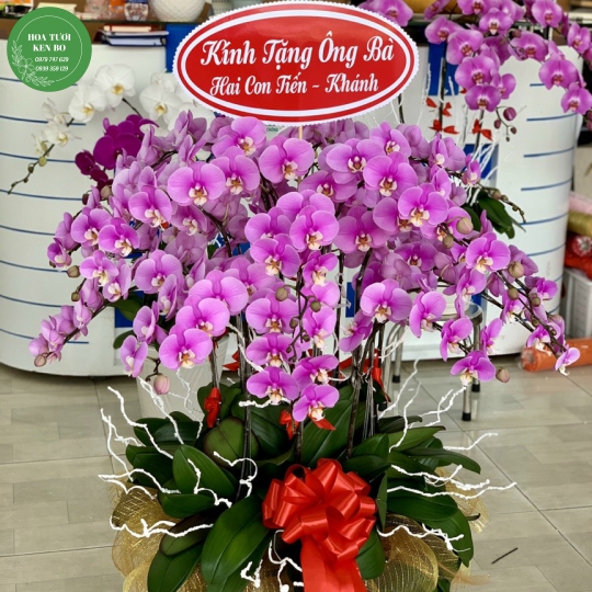 Chậu hoa lan hồ điệp mẫu 2