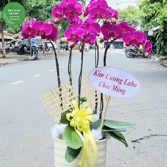 Chậu hoa lan hồ điệp mẫu 15